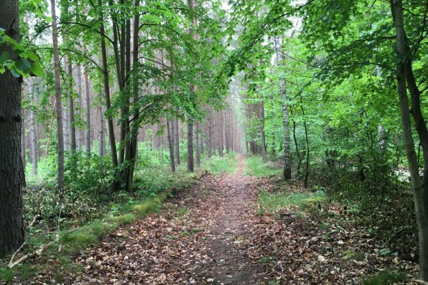 Bungalow Mecklenburgische Seenplatte - foto 39