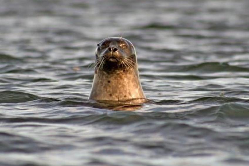 Holzhaus mit Terrasse, direkt an einer Bucht - foto 46