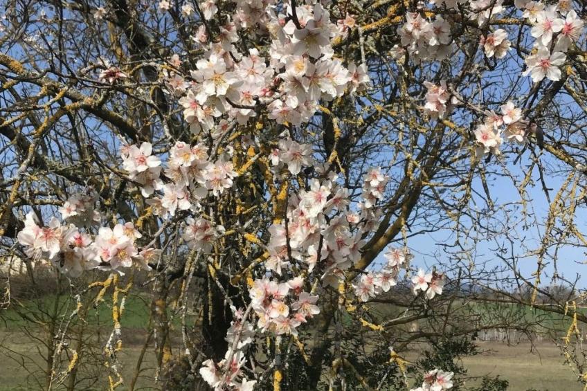 Mas Nouvel - foto 13