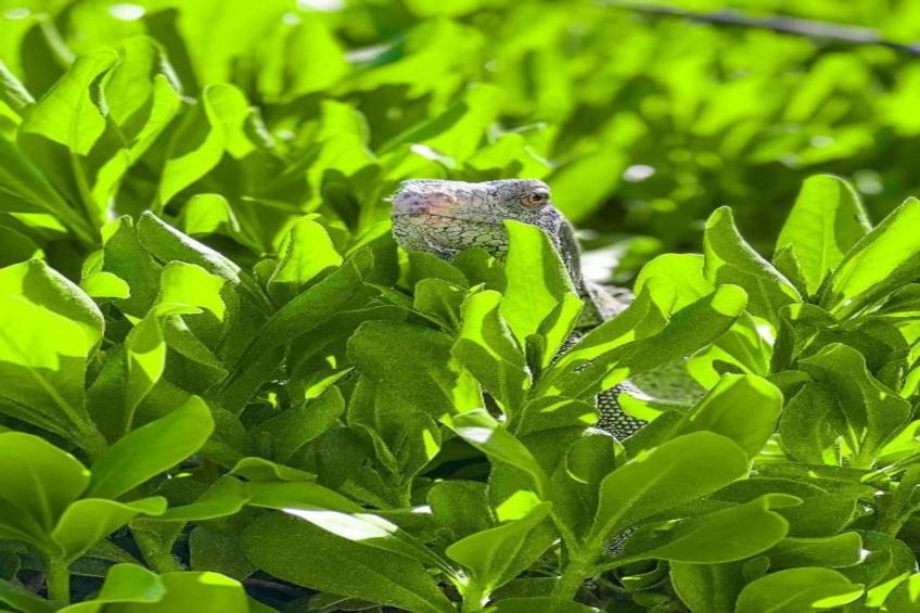 Villa Kas Krioyo - Boca Gentil - foto 29