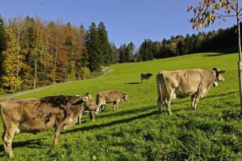 Schwarzenbachhof - foto 9