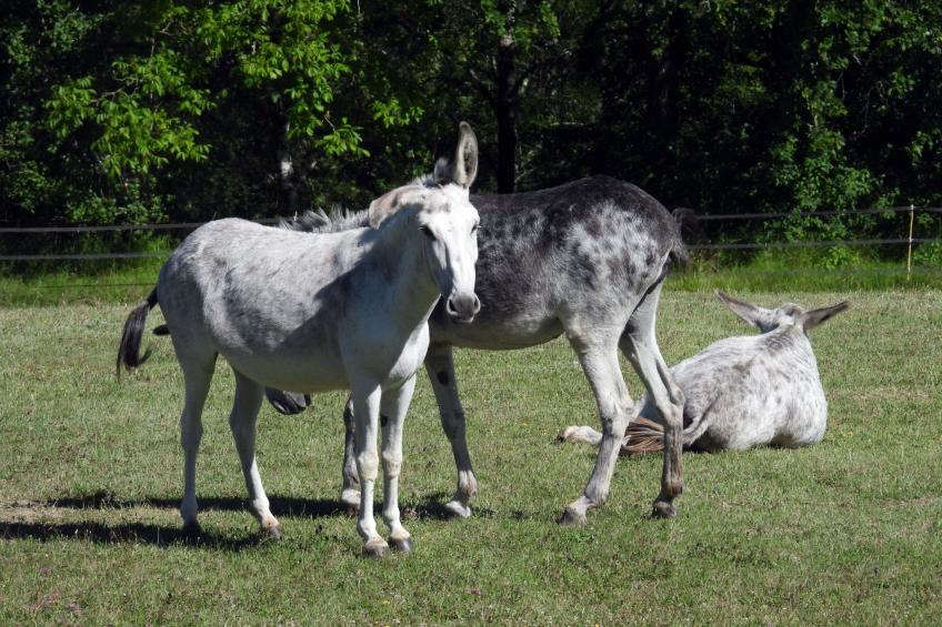 La Ferme des Paons - foto 19