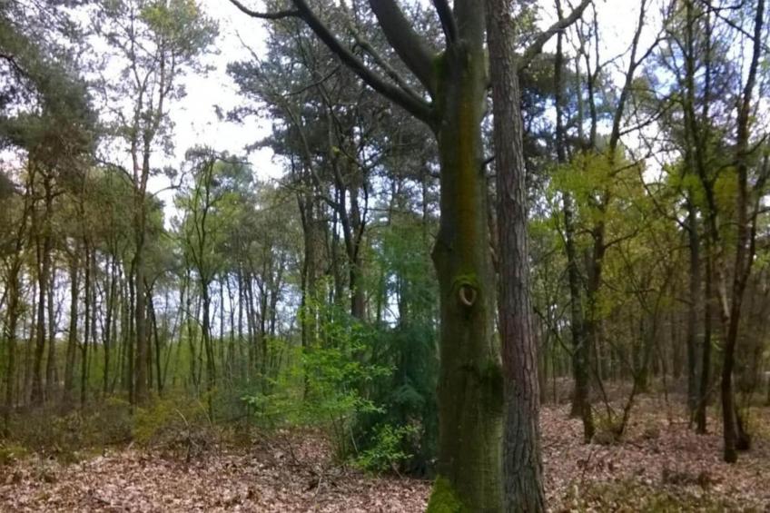 Parc de Kievit 17 - foto 33