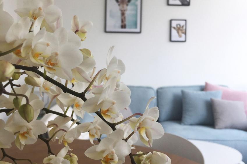 Schöne Moderne Ferienwohnung für 2-4 Personen + Hund in Sankt Andreasberg im Ob - foto 2