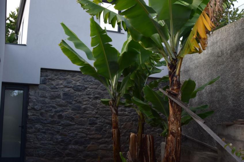 in Estreito Da Calheta mit Privatem Pool und Meerblick - foto 35