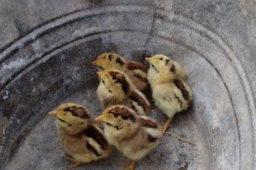 Das Landgut "Corte Canale Virgilio" mit Balkon - foto 38