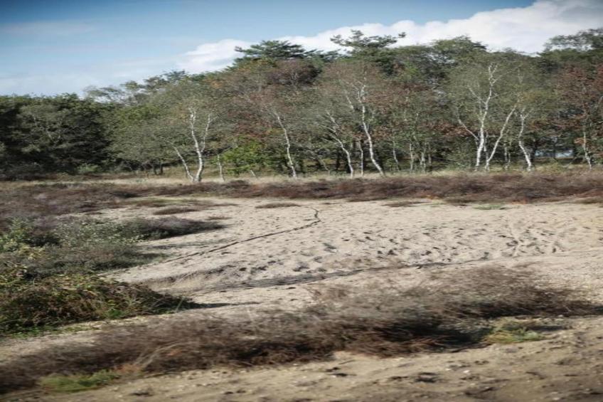 De Veluwse Eekhoorn - foto 29