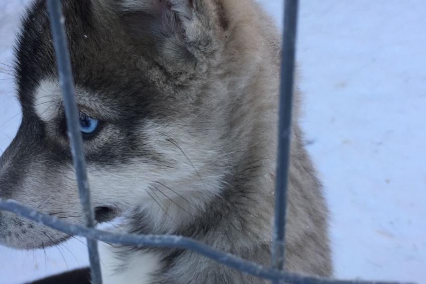 Ferientagheim Hammarstrand - foto 41