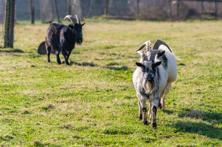 Heiderhof - Single Room - foto 20