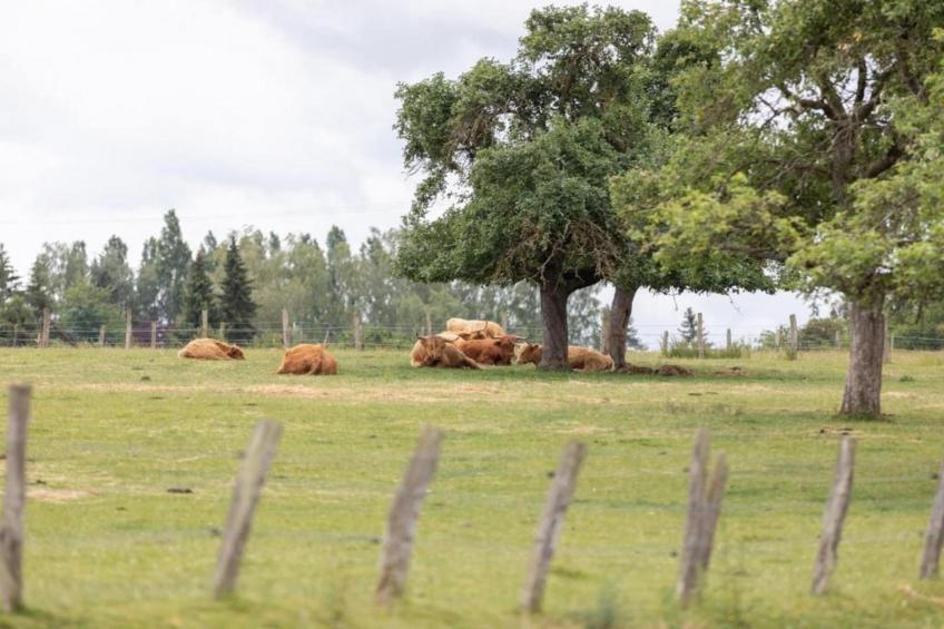 Maison de vacances - Niderviller Loft - foto 35