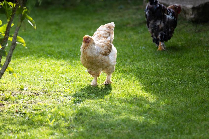 studio Montgolfières - foto 7