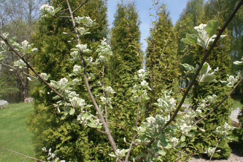 Meeresdorf Stille - Ferienhäuser in den Gärten von Magra - foto 36