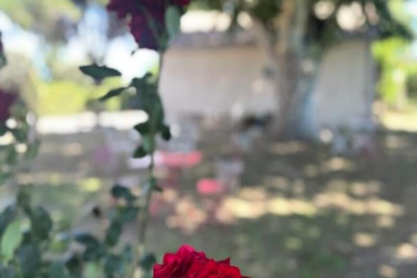 Résidence Gîte Du Mas - Charmant Gîte Provençal Avec Jardin Commun - foto 32