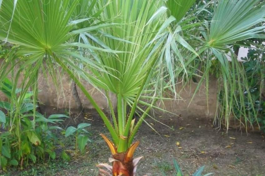 Große Ferienwohnung in Pag mit Privater Terrasse - foto 15