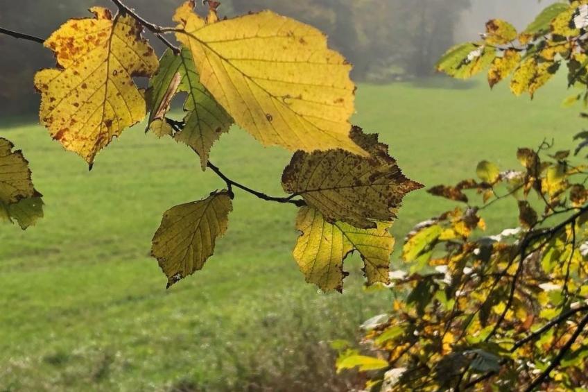 Gartenblick - foto 36