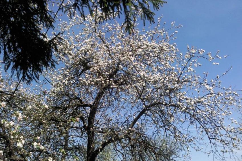 mit biologischem Schwimmteich - foto 18
