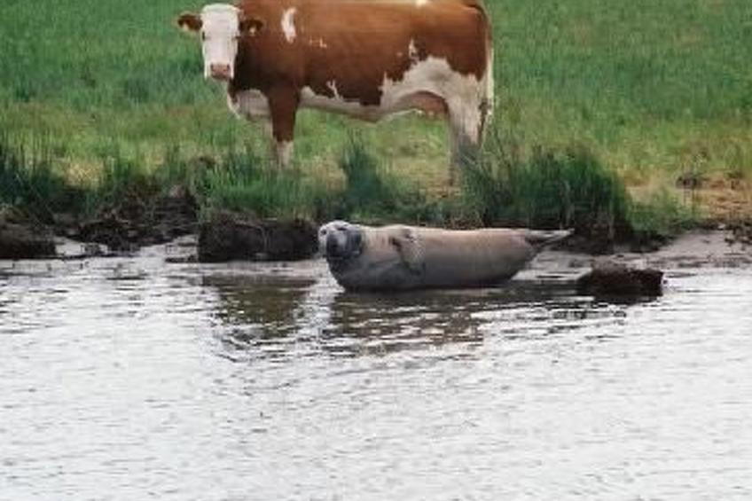 kleine FeWo - foto 13