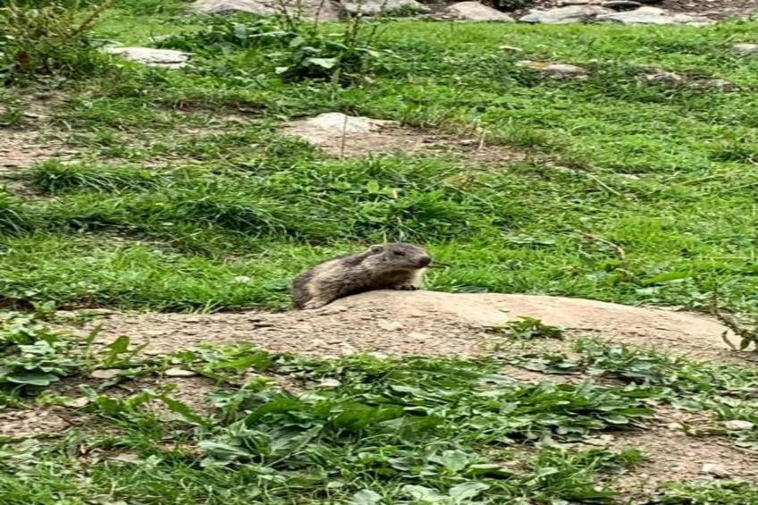 Chalets Les Amis 2 - foto 38