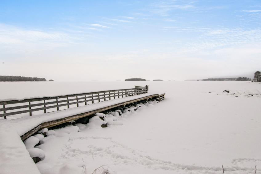 Kanervankukka - foto 22