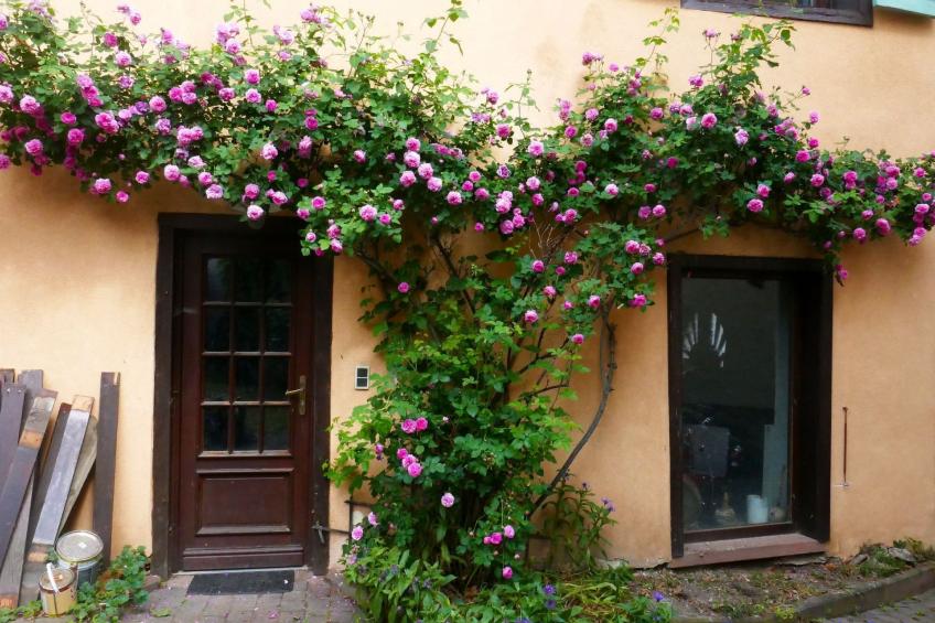 1ed-Face Vosges,au Sud,coeur Vignoble,Calme,WiFi - foto 26