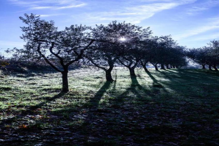 San Michele - foto 38