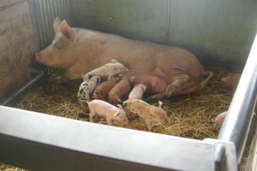 Hof Geilisguet - foto 12