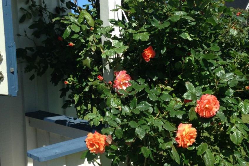 "Torekov" mit Blick auf das Wasser - foto 14