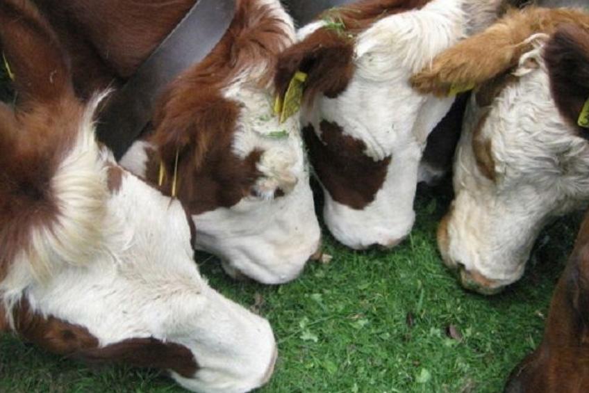 Appartement mit Garten in Schwärzenbach - foto 35