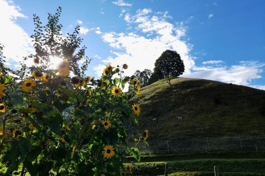 B & B auf dem Bauernhof - foto 10