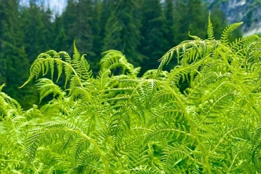 Aareschlucht - Erholung ab 2 Nächten - foto 40