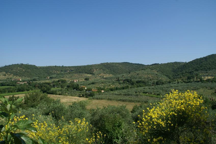 Sparsa Girasole - foto 21