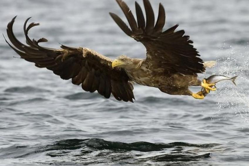 Nesset, Meløy Naturerlebnisse - foto 3