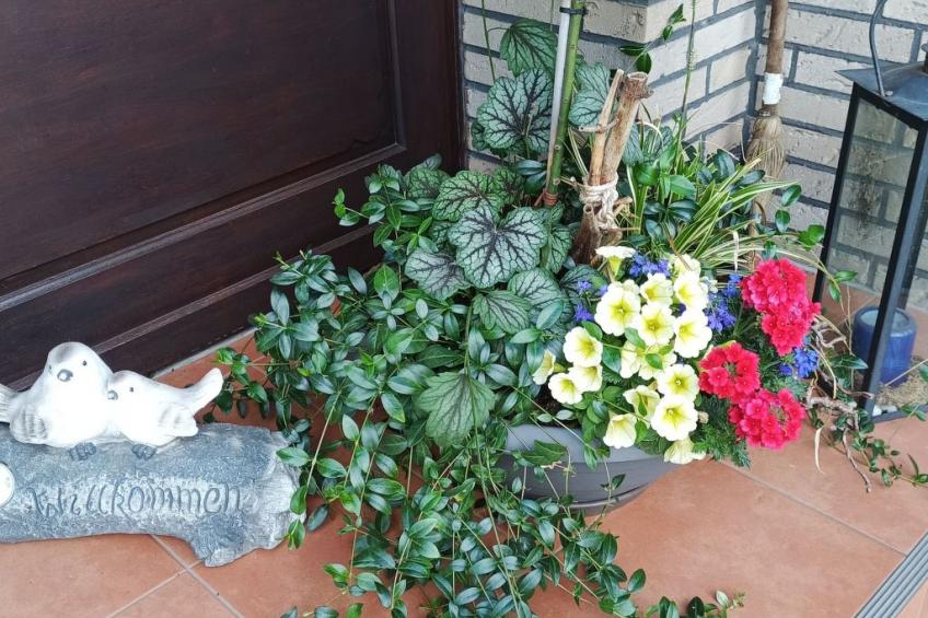 Zwei Finken in Wiesmoor - foto 3