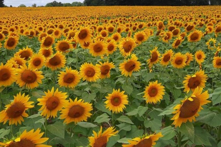 Chez Rambaud - foto 2