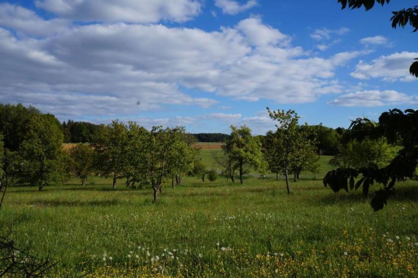 Wilder Wein - foto 24