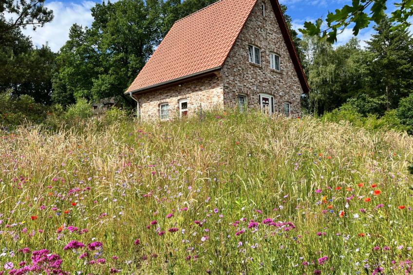 Heidezauber - foto 2