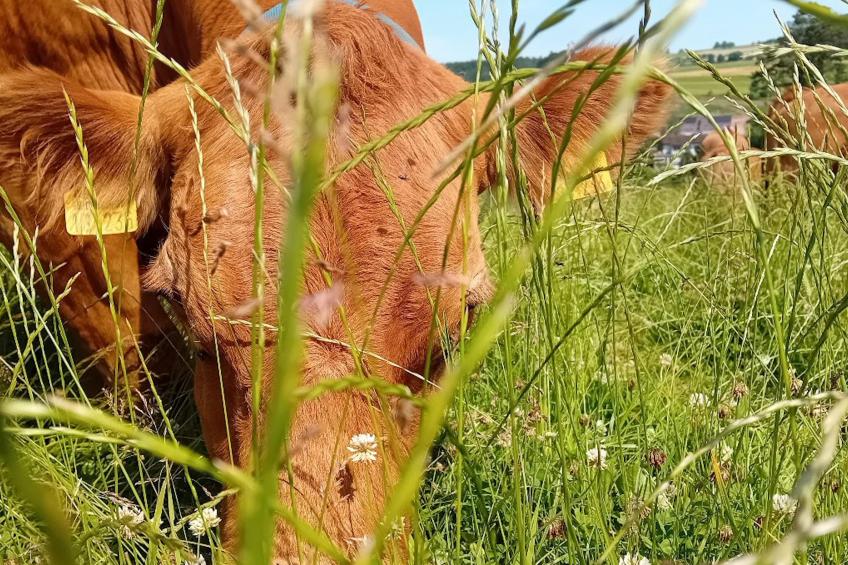 Waldacher Hof - foto 9