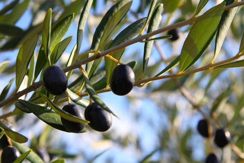 Gemütliches Studio im Erdgeschoss, mit Terrasse - foto 13