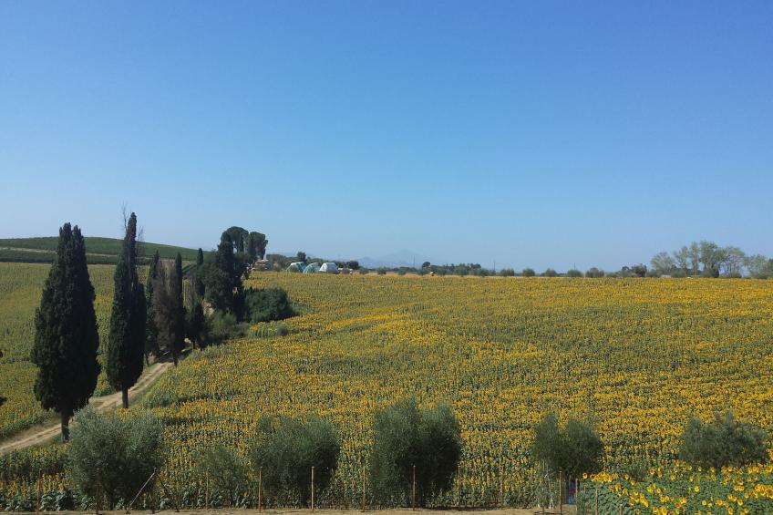Sparsa Girasole - foto 14