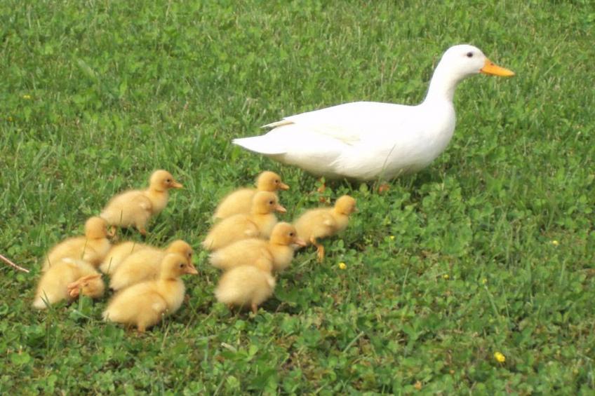 Duck's Cottage für einen Dolomitenurlaub - foto 4
