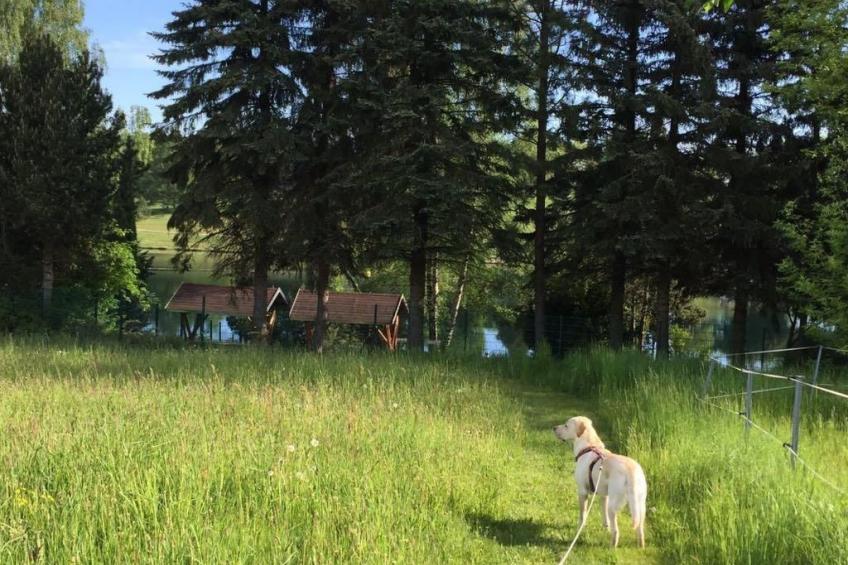 Waldhütte - foto 33