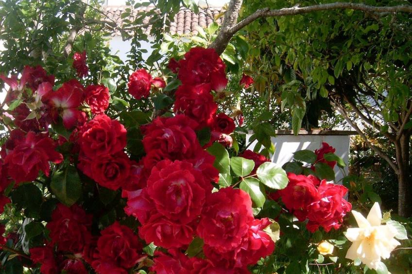 Historisches Haus in der Nähe des historischen Dorfes von Óbidos - foto 28