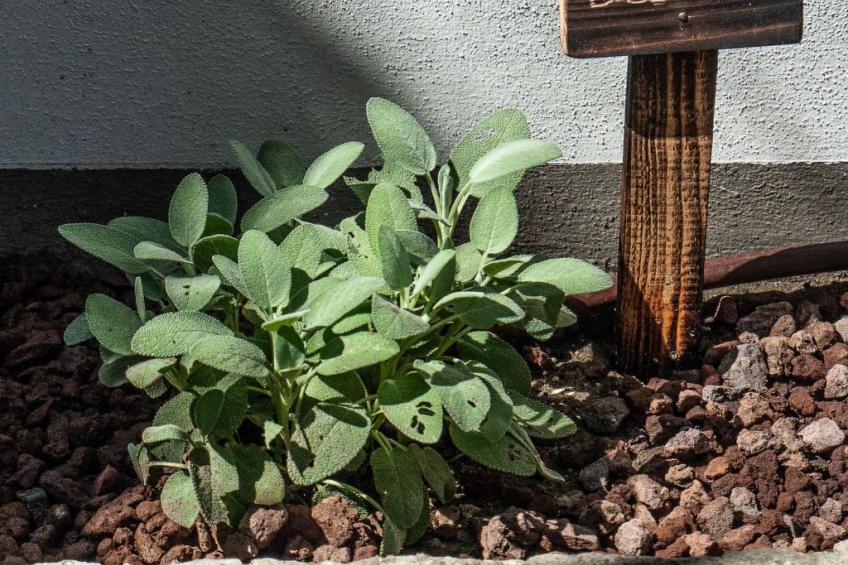 Wohnung in Marina Di Pisa mit Garten - foto 15