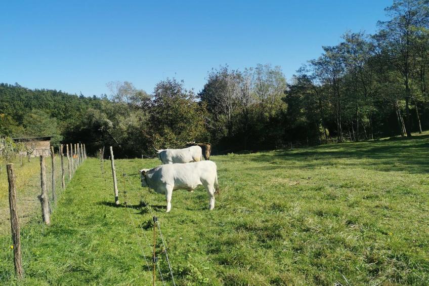 Abitanti Rustic Apartment with Balcony - Two Bedroom Apartment with Balcony - foto 18