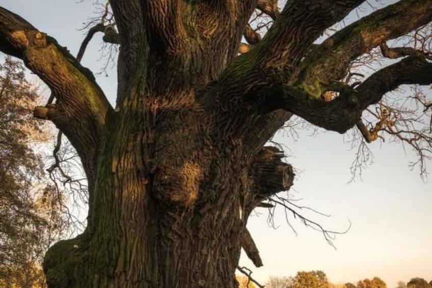 mit Fasssauna - foto 19