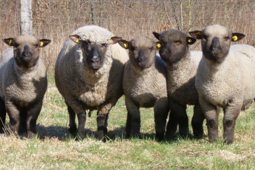 Haus Siedschelje - foto 18