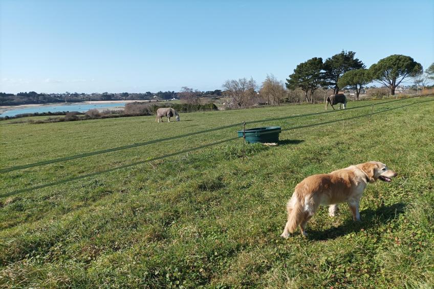 Dupleix dans un jardin bucolique à Saint Briac sur Mer - foto 10