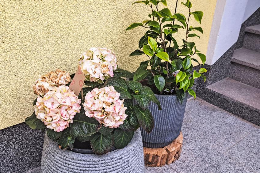 Gasthaus Waldfrieden (MON260) - foto 38