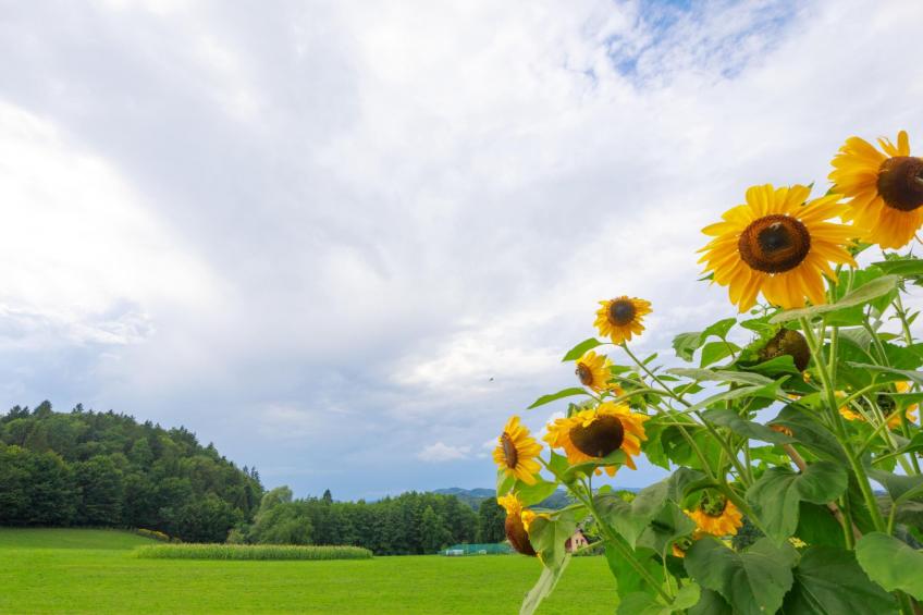 VILLA KATARINA - foto 14