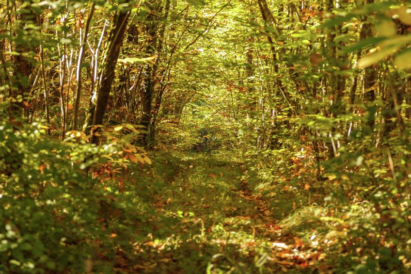 ST CAPRAIS FR-46250-13 - foto 23